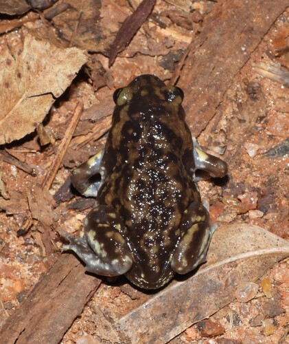 Marbled balloon frog