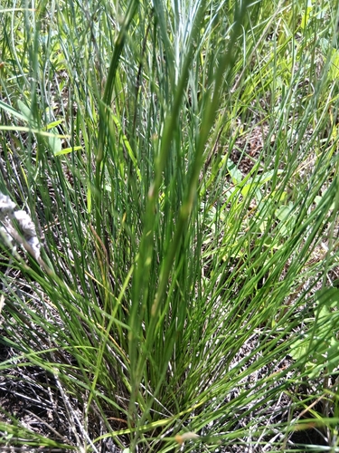 Eremogone juncea, photograph 5