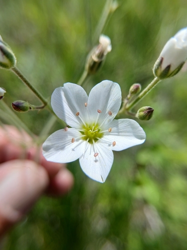 Eremogone juncea, photograph 6