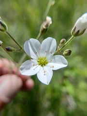 Eremogone juncea, photograph (c) Святослав Власенко, some rights reserved (CC BY)