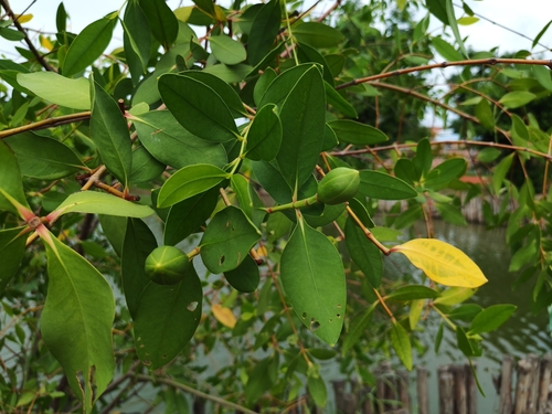 apple mangrove