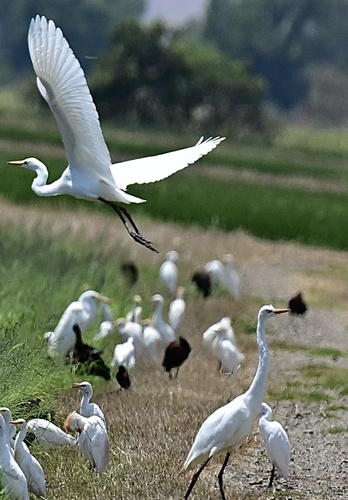 American Great Egret