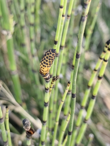 Branched Horsetail
