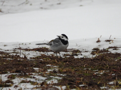 Motacilla alba