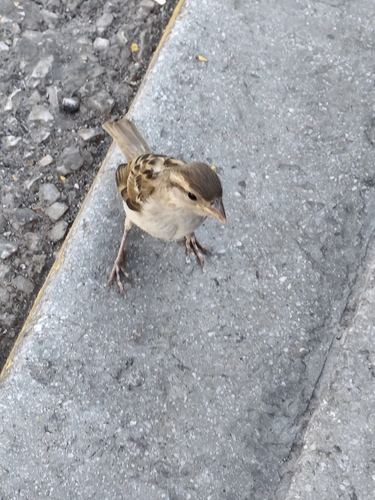 House Sparrow