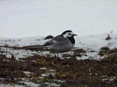 Motacilla alba
