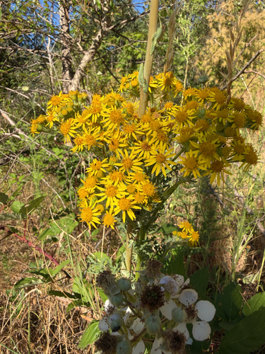ragwort
