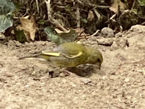 European Greenfinch