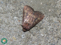 Condica capensis