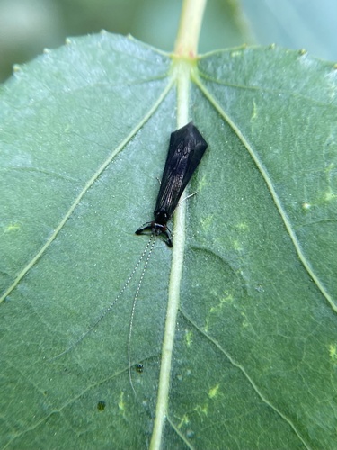 iNaturalist observation photo of Caddisflies