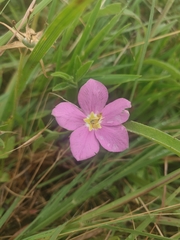 Sabatia campestris, photograph author not stated, no rights reserved