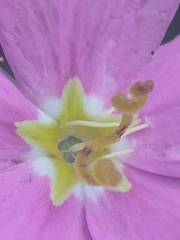 Sabatia campestris, photograph author not stated, no rights reserved