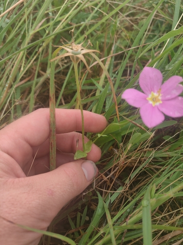 Sabatia campestris, photograph 6