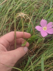 Sabatia campestris, photograph author not stated, no rights reserved