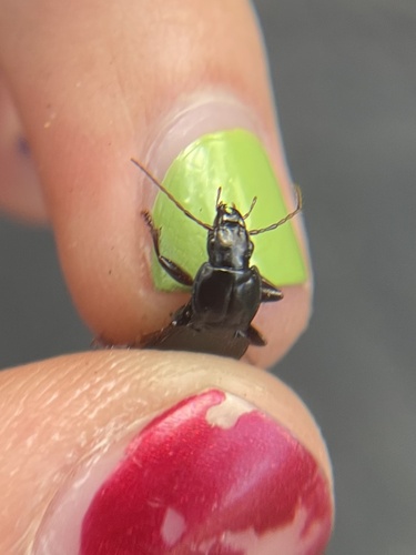 iNaturalist observation photo of Ground Beetles