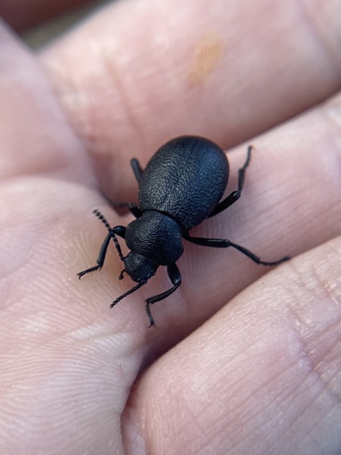 iNaturalist observation photo of Eleodes cordata