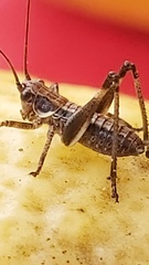 Antaxius