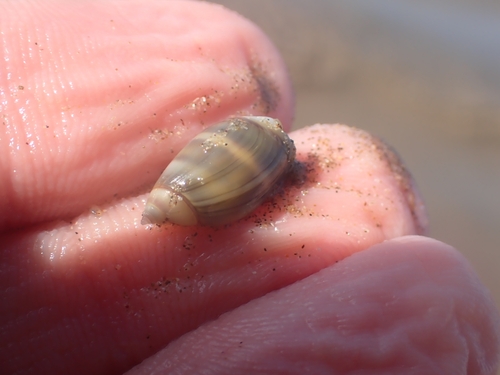 Olivella columellaris observed 2026-07-05