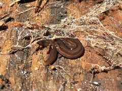 Endeavouria septemlineata