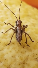 Antaxius