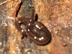 Endeavouria septemlineata