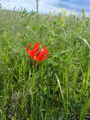 (c) Святослав Власенко, some rights reserved (CC BY) Lilium pumilum, photograph (c) Святослав Власенко, some rights reserved (CC BY)