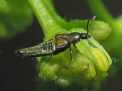 Oxypoda opaca