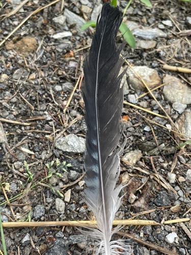 Eurasian Jay