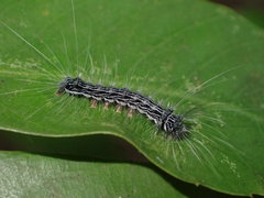 Chrysaeglia magnifica