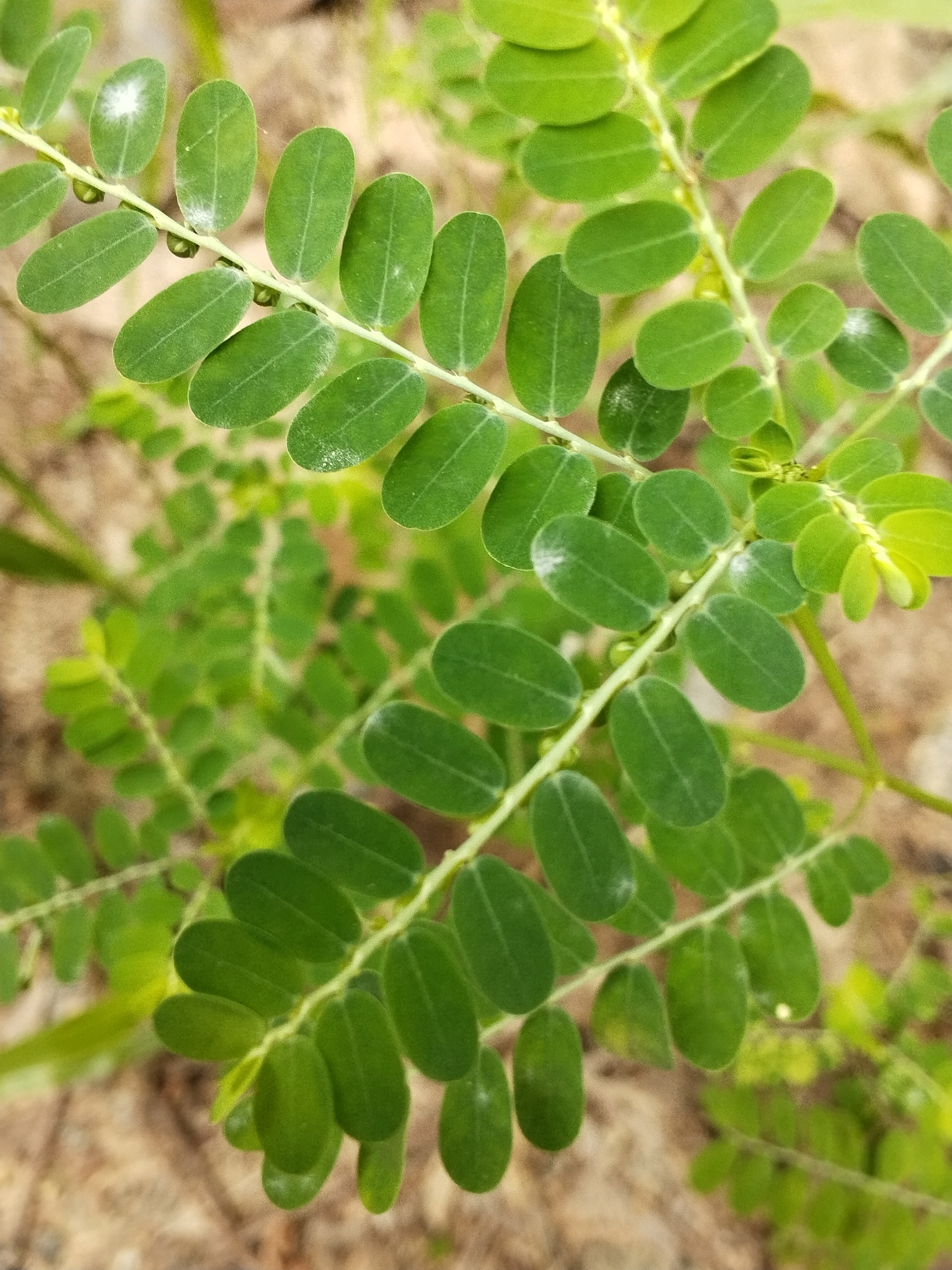 Phyllanthus amarus — ảnh 2