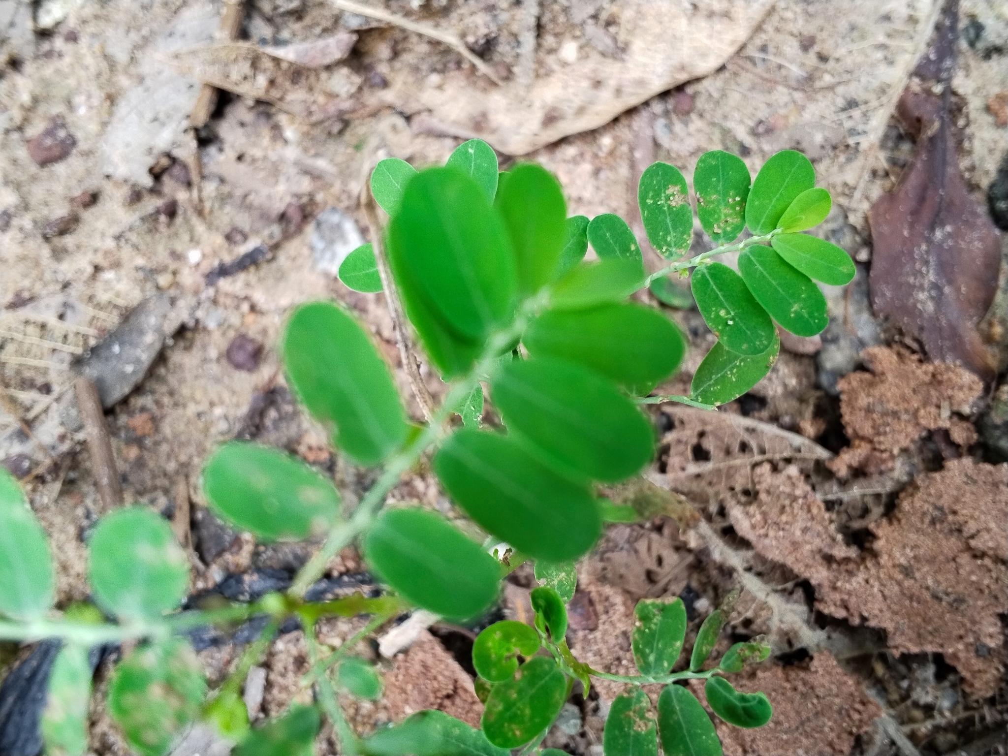 Phyllanthus amarus — ảnh 3