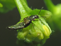 Oxypoda opaca