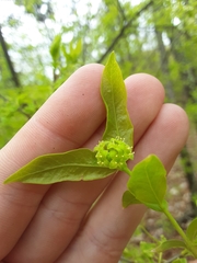 Buckleya distichophylla
