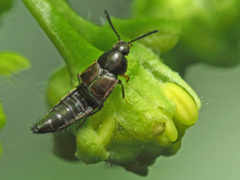Oxypoda opaca