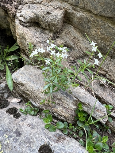 Galium anisophyllon, photograph 6