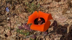 Calochortus kennedyi
