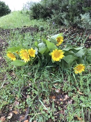 Wyethia