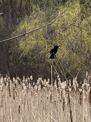 Agelaius phoeniceus