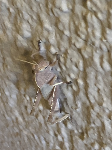 Egyptian Bird Grasshopper