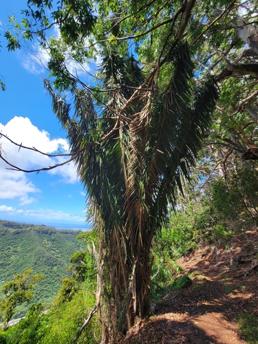 Attalea cohune observed 2026-07-05