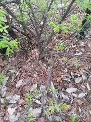 Buckleya distichophylla