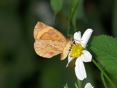 Callidula attenuata