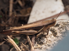 Stenocatantops mistshenkoi