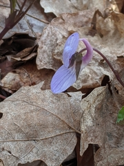 Viola rostrata