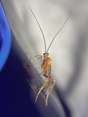 iNaturalist observation photo of Braconid Wasps