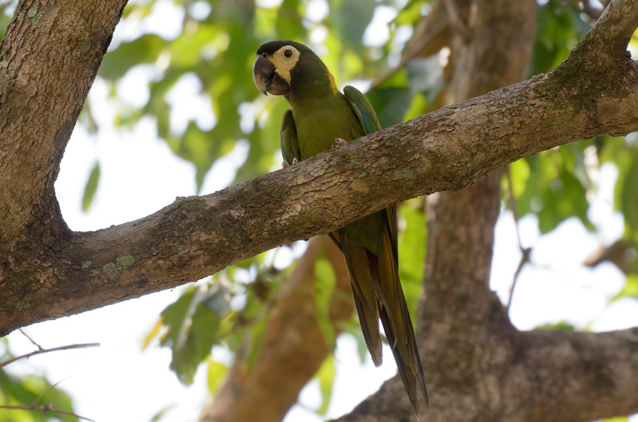 Primolius Macaws