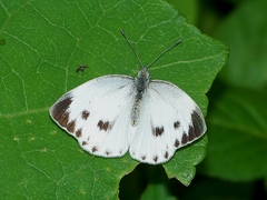 Pieris canidia canidia