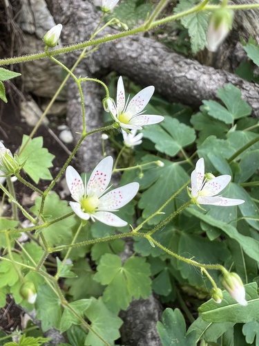 Round-leaved Saxifrage