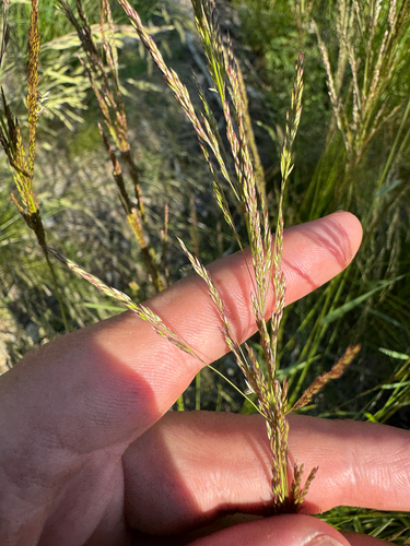 Poa secunda, photograph 6