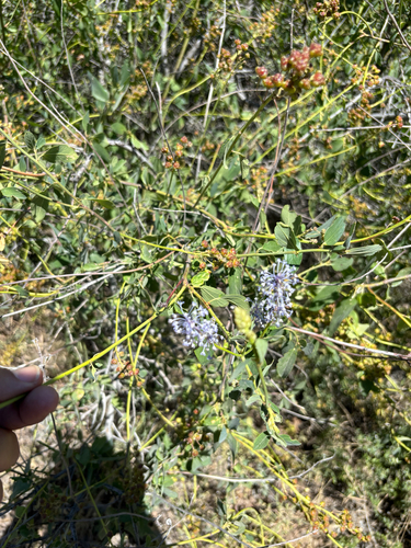 Ceanothus integerrimus, photograph 3
